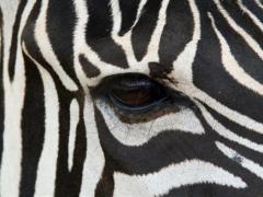 ΢Wild Eyes Premium4Kֽ
