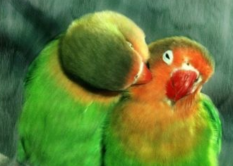 Corel Painter 12רҵ